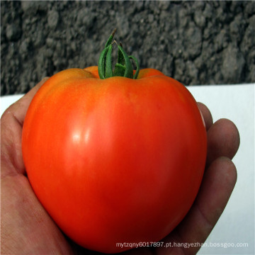 Suntoday Determinado sygenta bobcat Vermelho redondo Tolerante a alta temperatura vegetal híbrido F1 Sementes de tomate orgânico (22003)